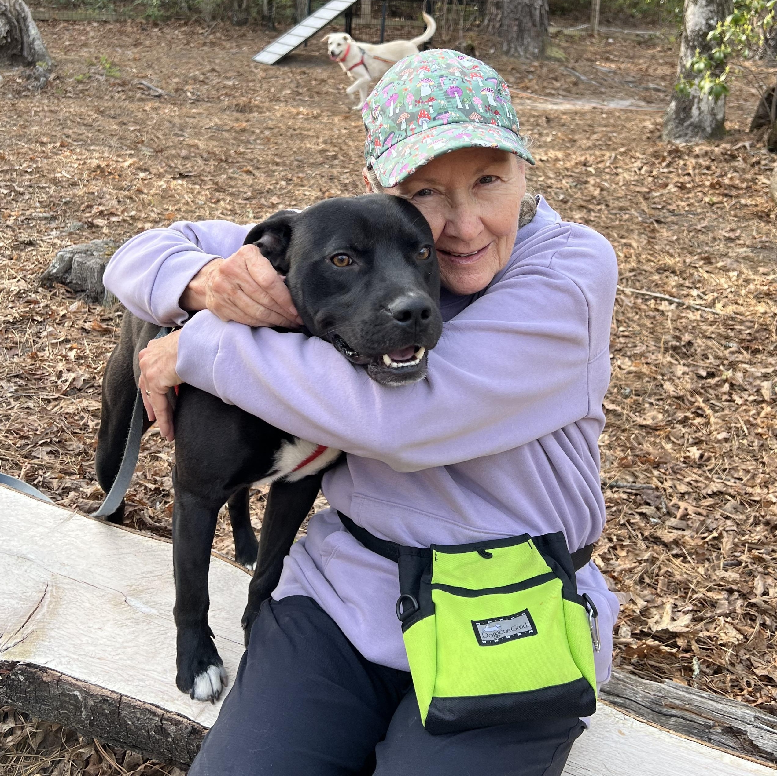 Enlarge Rizzo , a ADOPTABLE mixed breed in Cedar Mountain, NC image 4/6