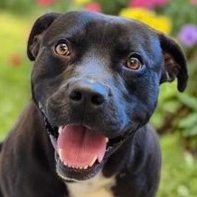 Rizzo , ADOPTABLE, Young Male Pit Bull Terrier.