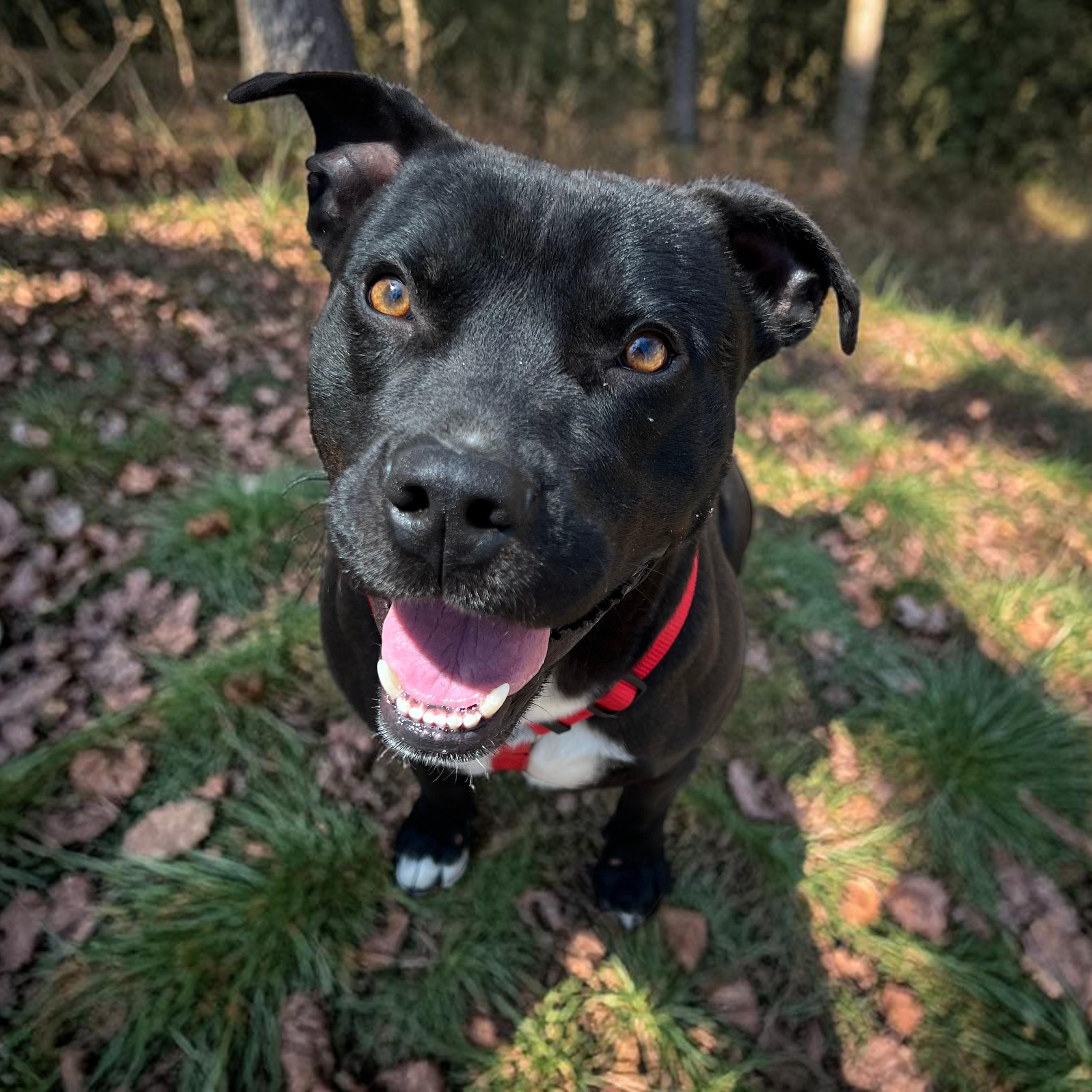 Enlarge Rizzo , a ADOPTABLE mixed breed in Cedar Mountain, NC image 3/6