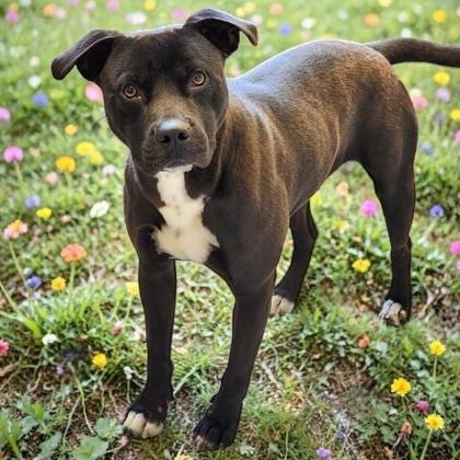 Enlarge Rizzo , a ADOPTABLE mixed breed in Cedar Mountain, NC image 5/6