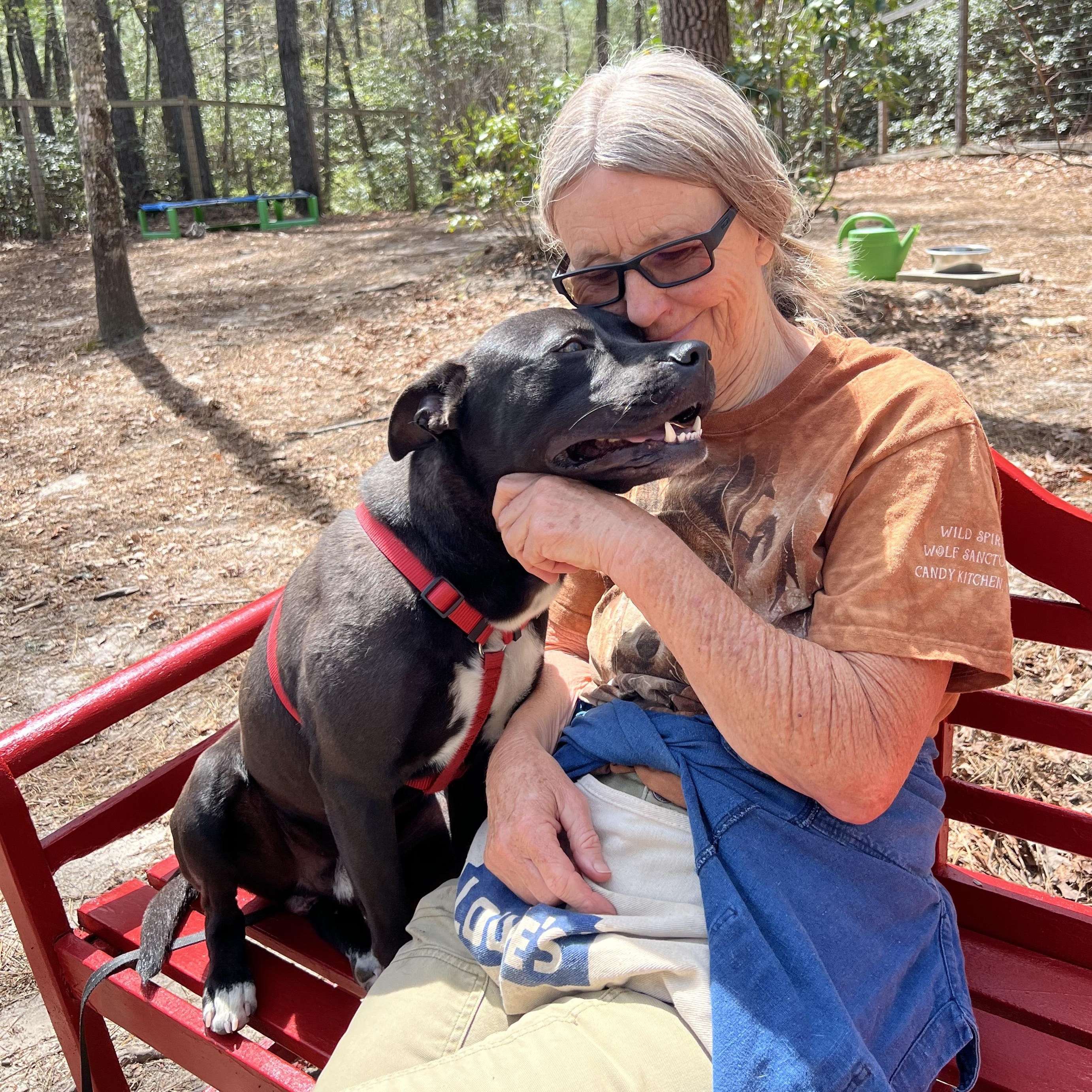Enlarge Rizzo , a ADOPTABLE mixed breed in Cedar Mountain, NC image 6/6