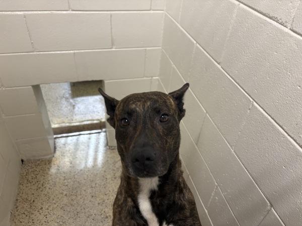 Aspen, Adoptable, Adult Female Mixed Breed.