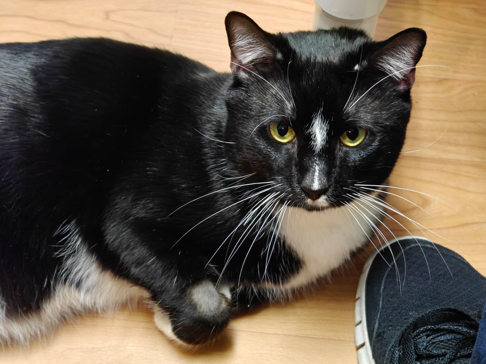 Enlarge Lightning, a ADOPTABLE Domestic Short Hair in New Britain, CT image 2/5
