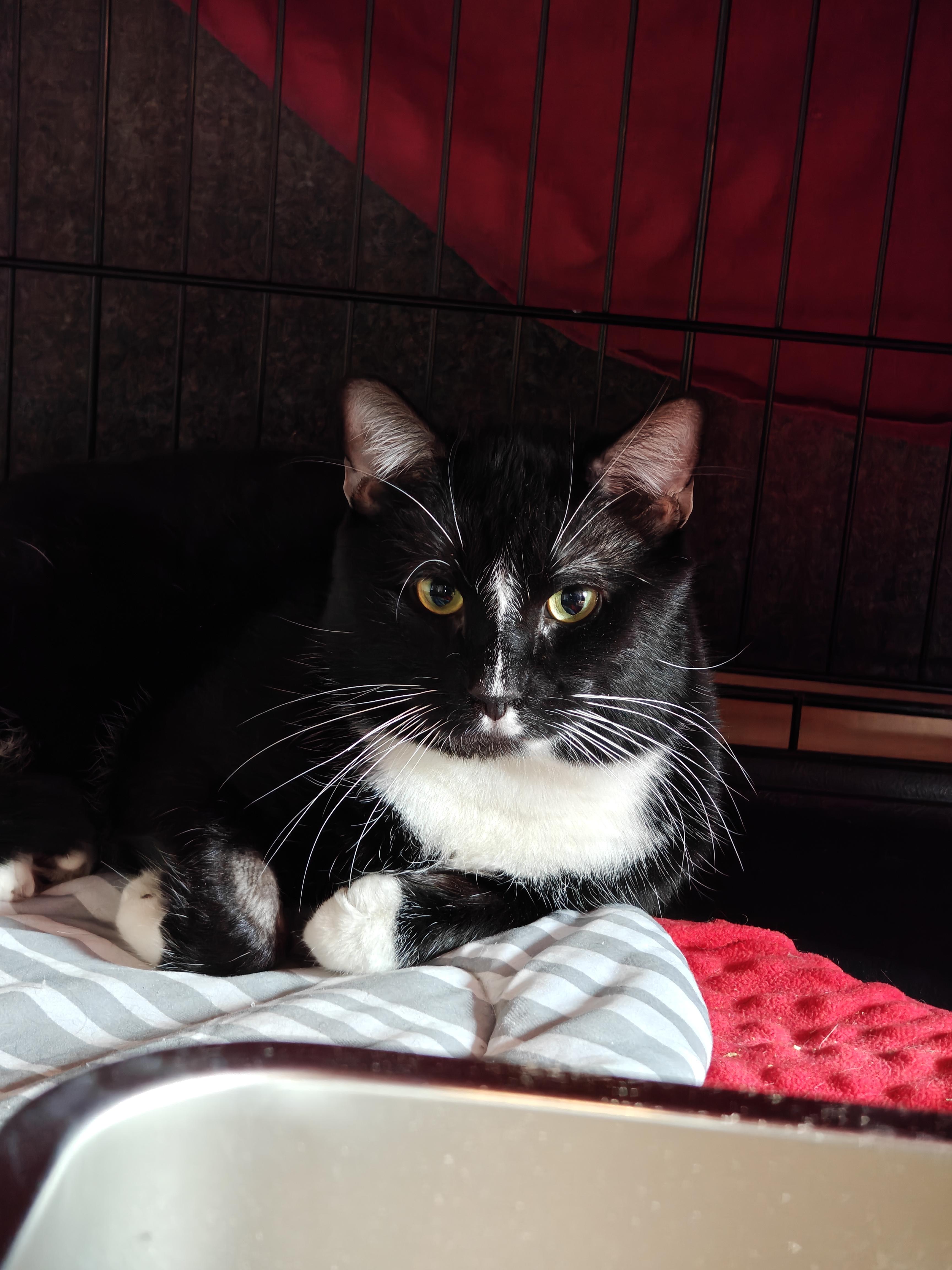 Enlarge Lightning, a ADOPTABLE Domestic Short Hair in New Britain, CT image 1/5