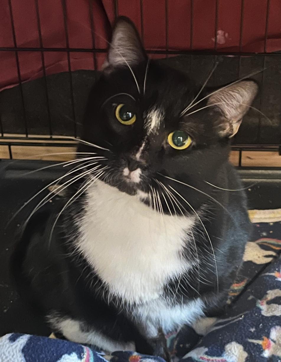 Enlarge Lightning, a ADOPTABLE Domestic Short Hair in New Britain, CT image 4/5