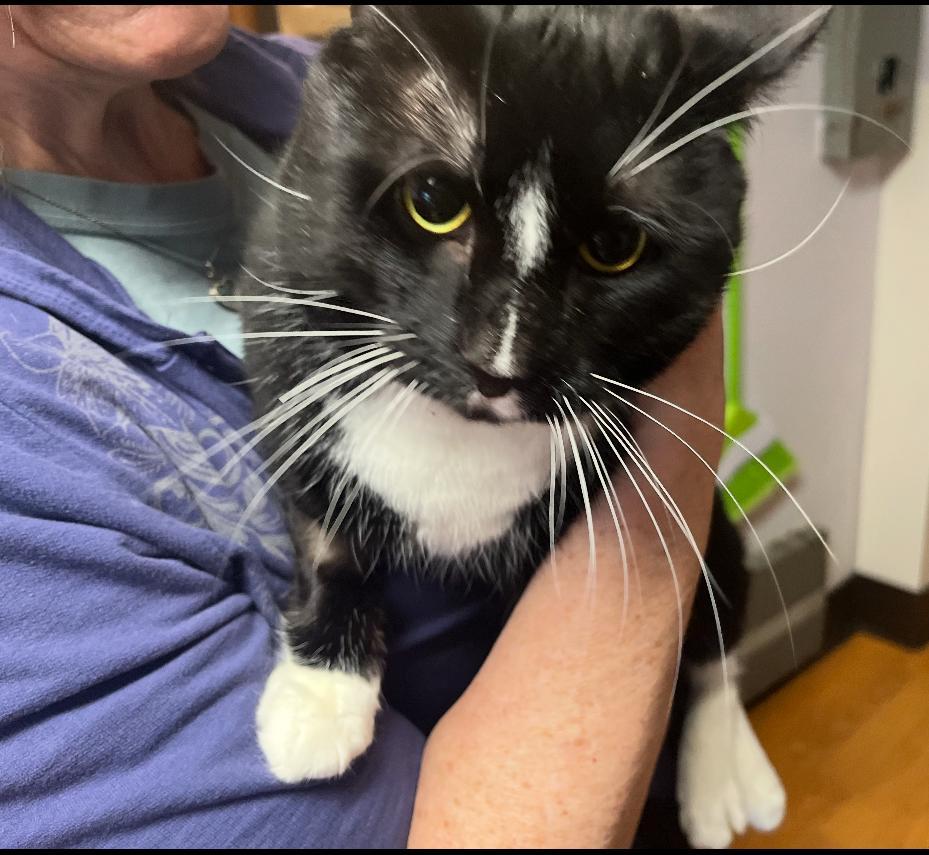 Enlarge Lightning, a ADOPTABLE Domestic Short Hair in New Britain, CT image 3/5