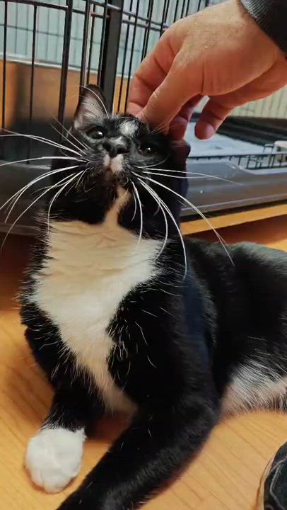 Enlarge Lightning, a ADOPTABLE Domestic Short Hair in New Britain, CT video 5/5