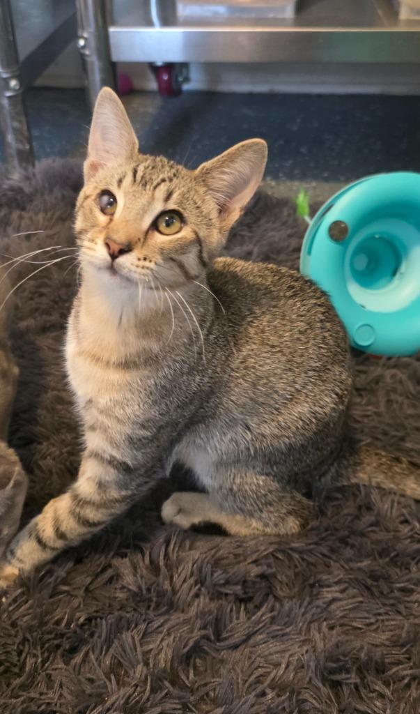 Blues, Adoptable, Kitten Male Domestic Short Hair.