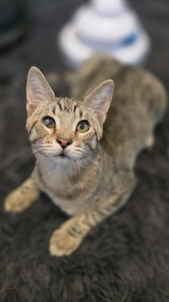 Enlarge Blues, a Adoptable mixed breed in Miami, OK image 2/4
