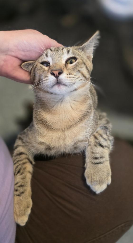 Enlarge Blues, a Adoptable mixed breed in Miami, OK image 3/4