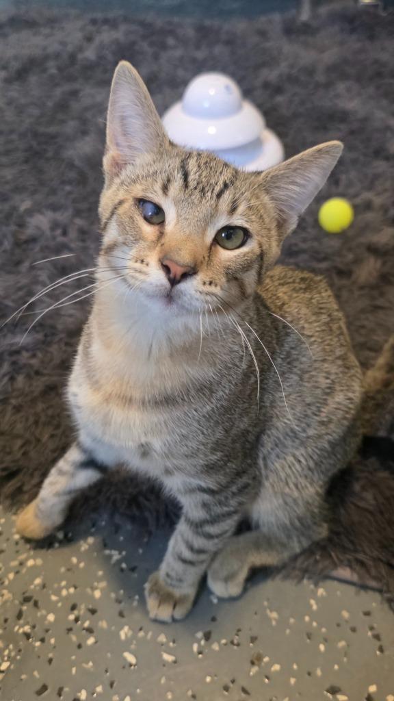 Enlarge Blues, a Adoptable mixed breed in Miami, OK image 4/4
