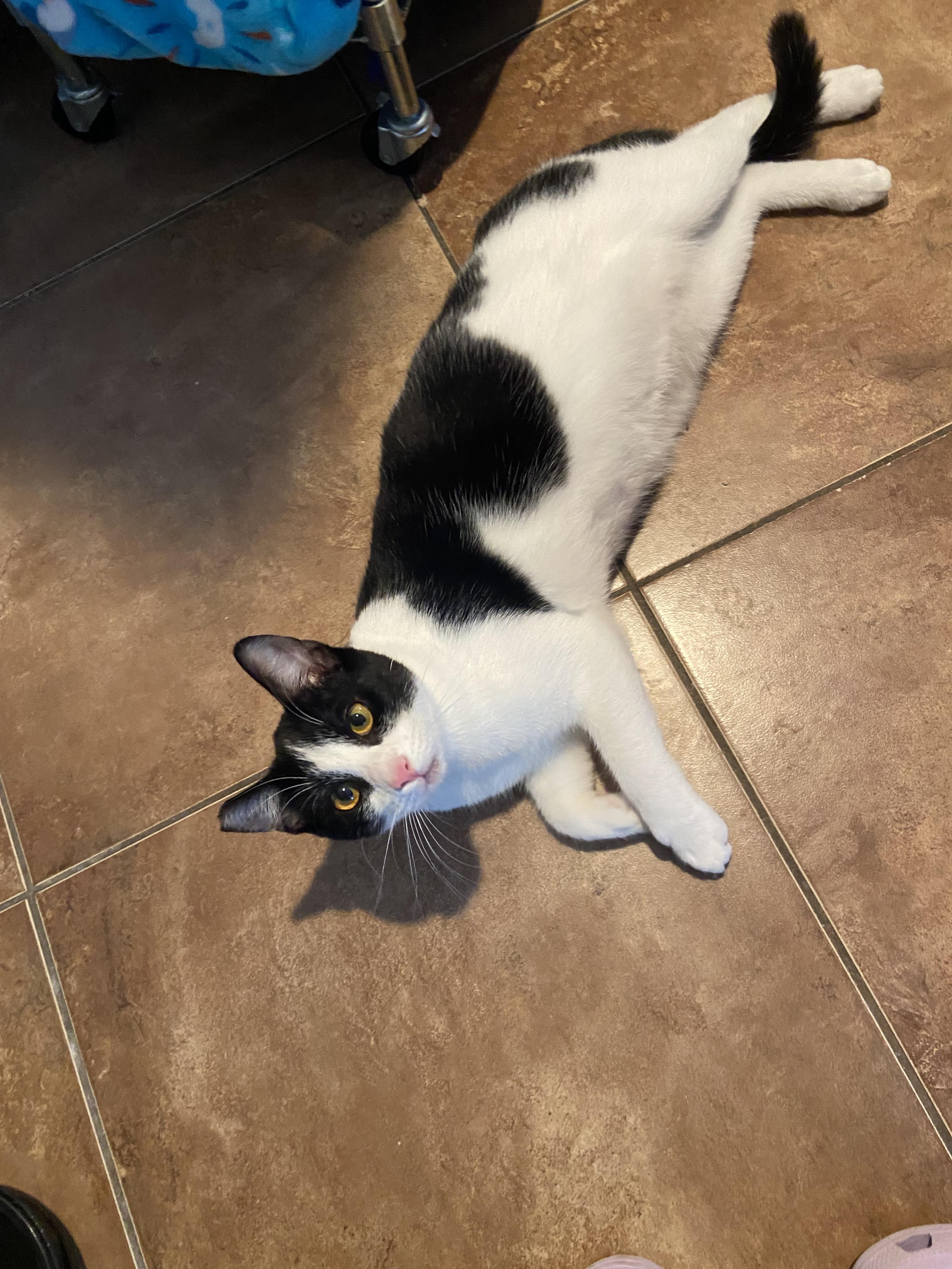 Enlarge Yin & Yang, an adoptable Tuxedo in Salinas, CA image 3/5