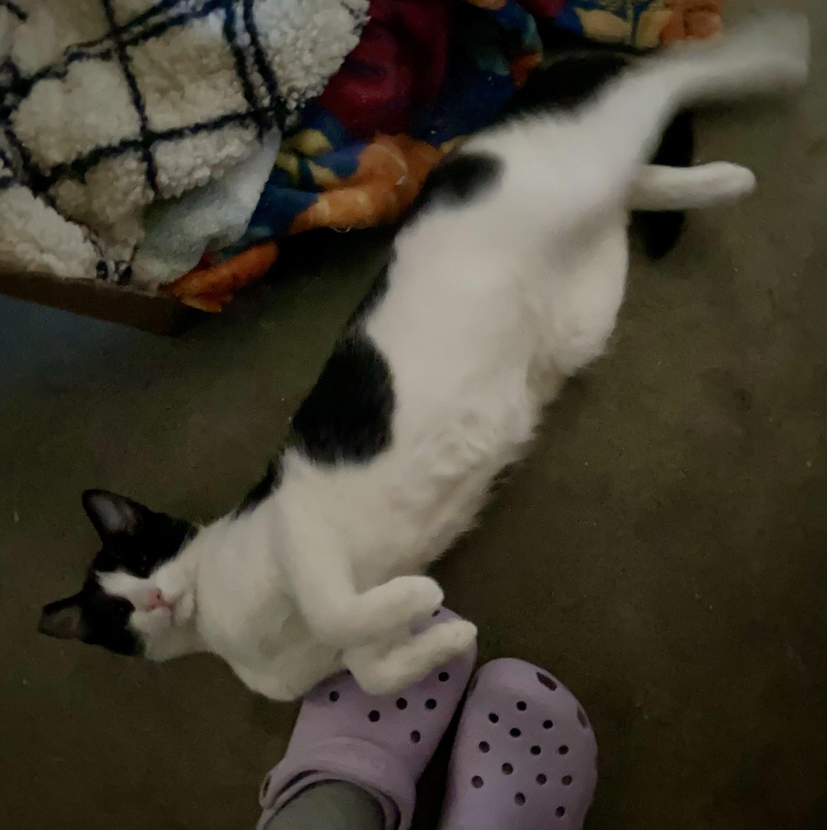 Enlarge Yin & Yang, an adoptable Tuxedo in Salinas, CA image 5/5