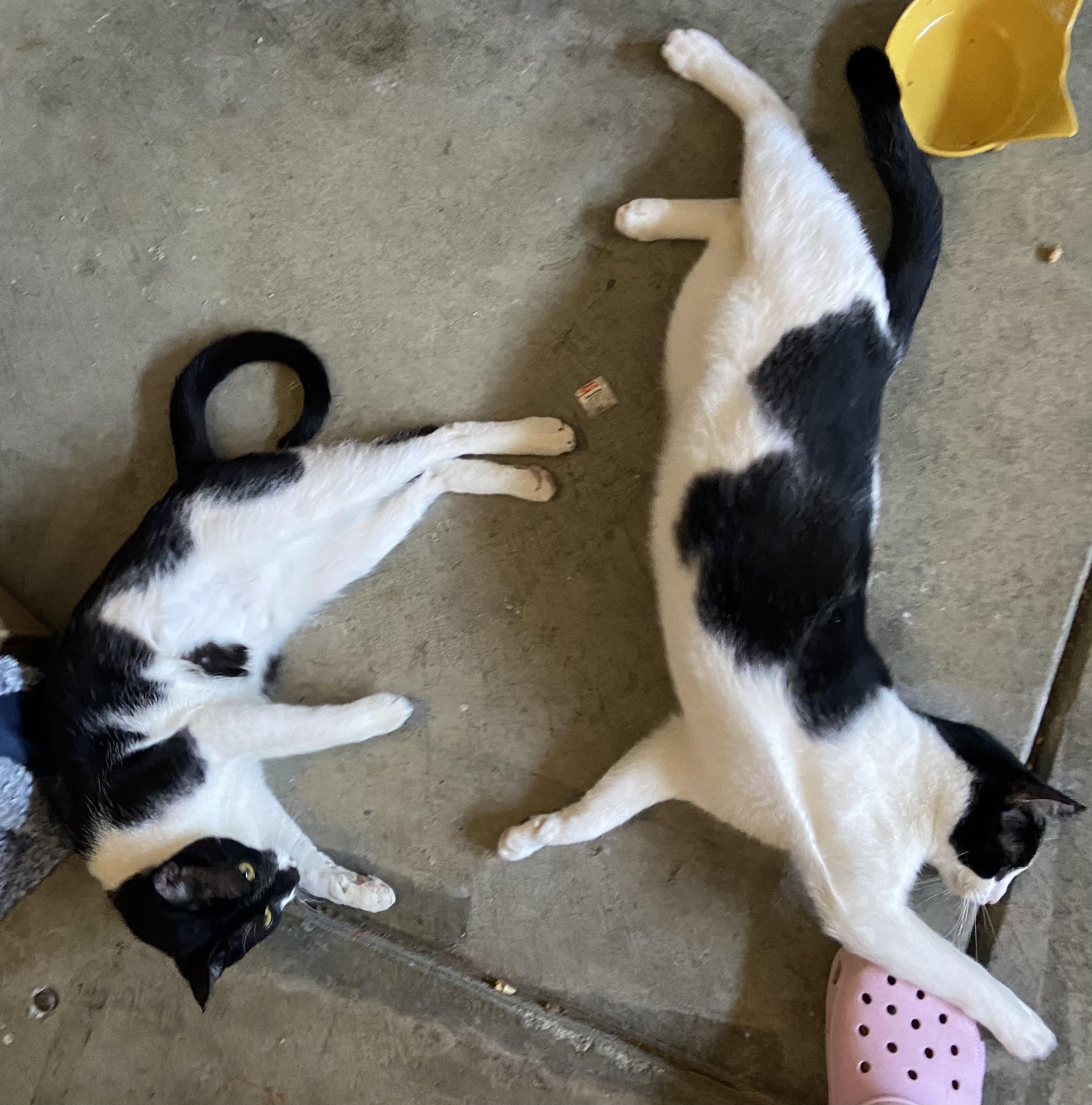 Enlarge Yin & Yang, an adoptable Tuxedo in Salinas, CA image 1/5