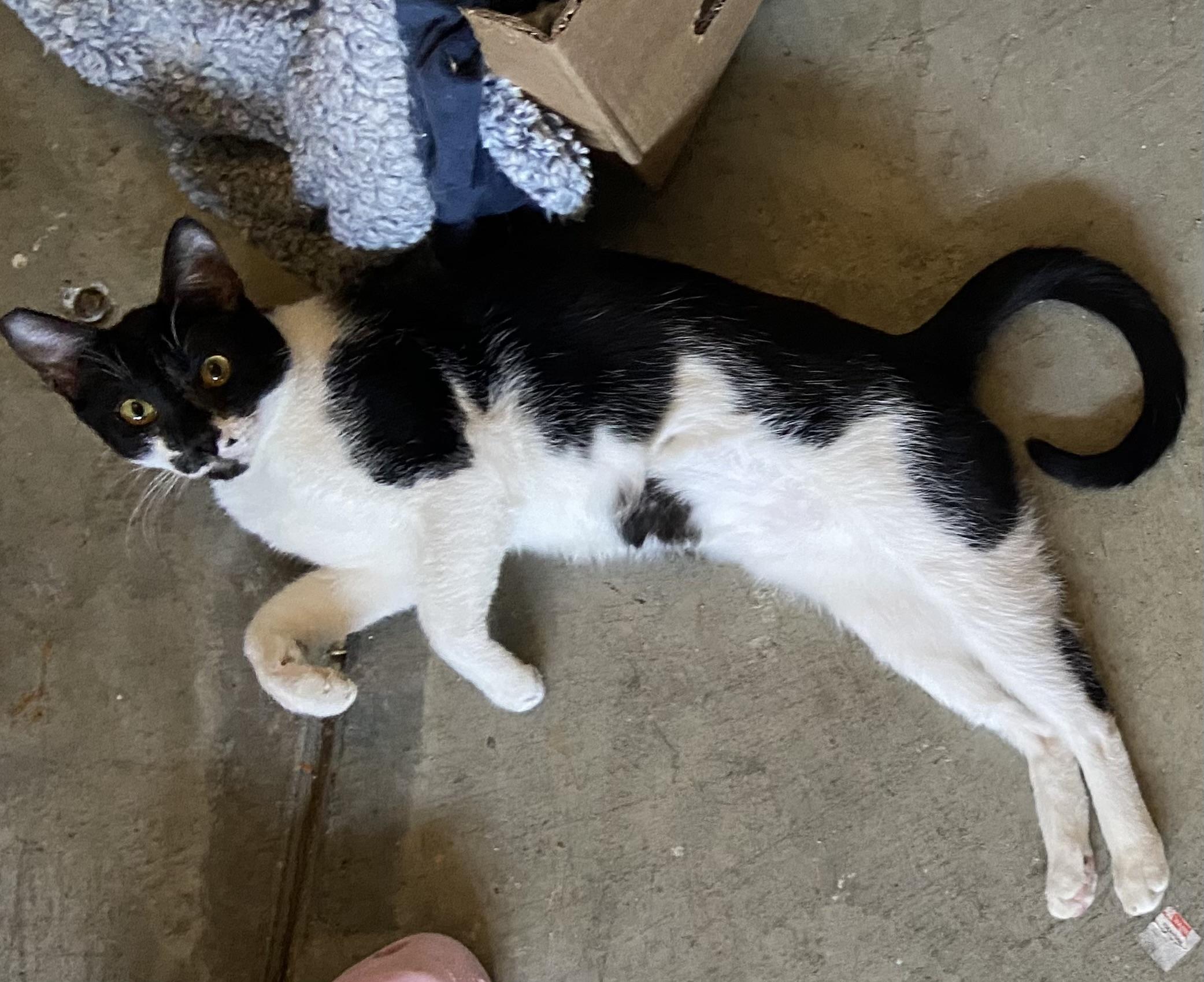 Enlarge Yin & Yang, an adoptable Tuxedo in Salinas, CA image 2/5