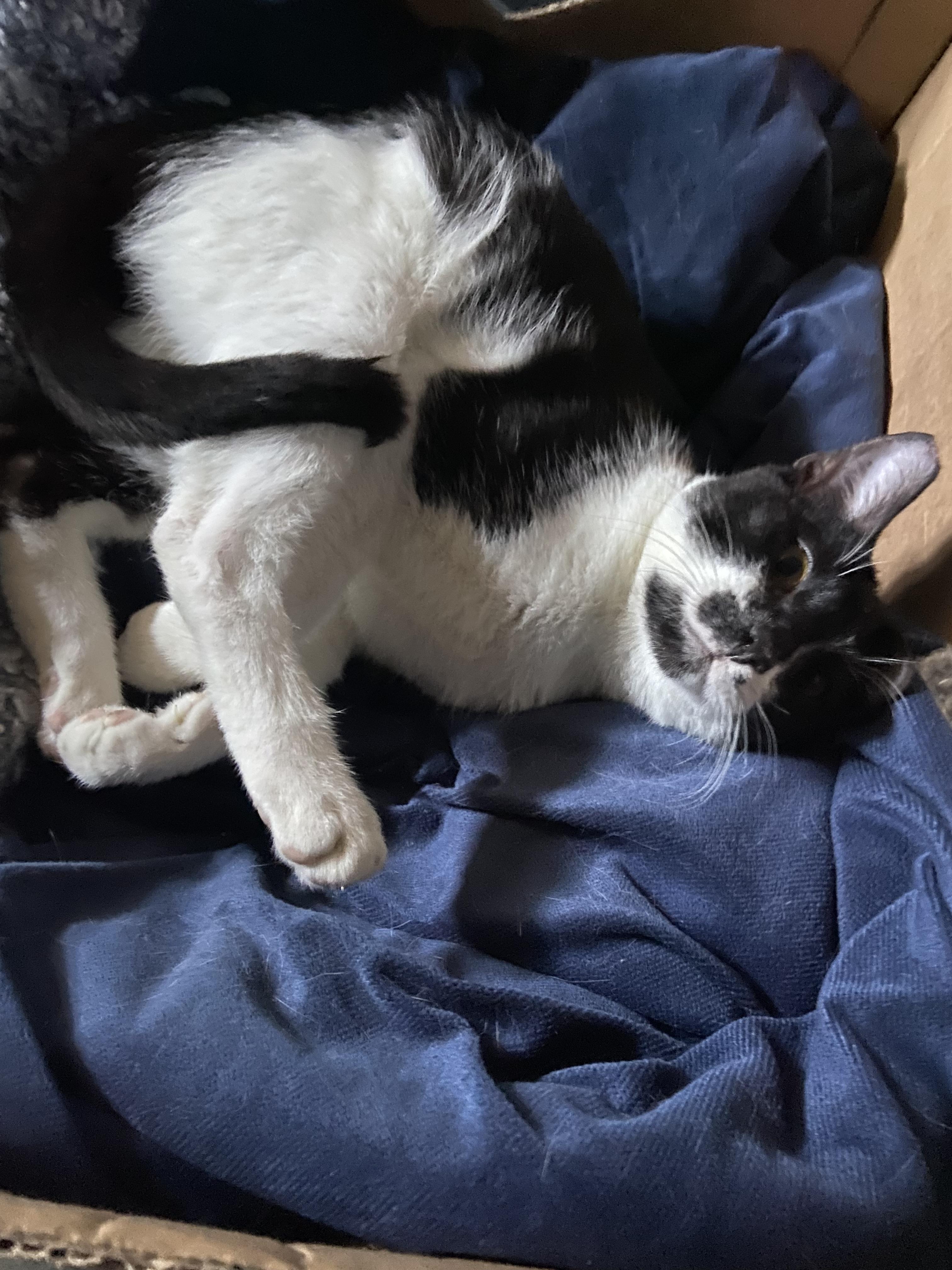 Enlarge Yin & Yang, an adoptable Tuxedo in Salinas, CA image 4/5