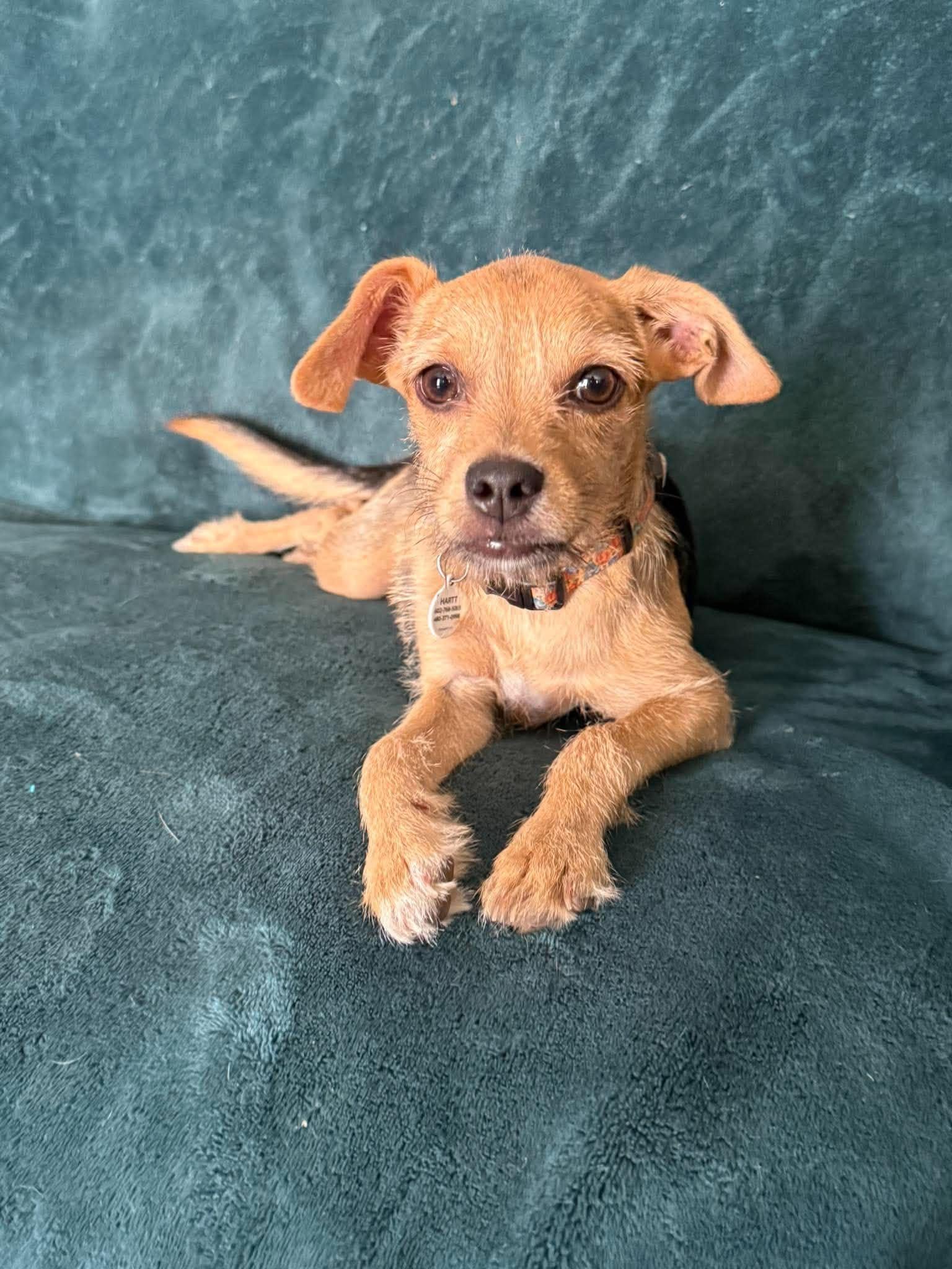 The Bunnies - Mopsy, adoptable, Puppy Female Chihuahua & Cairn Terrier.