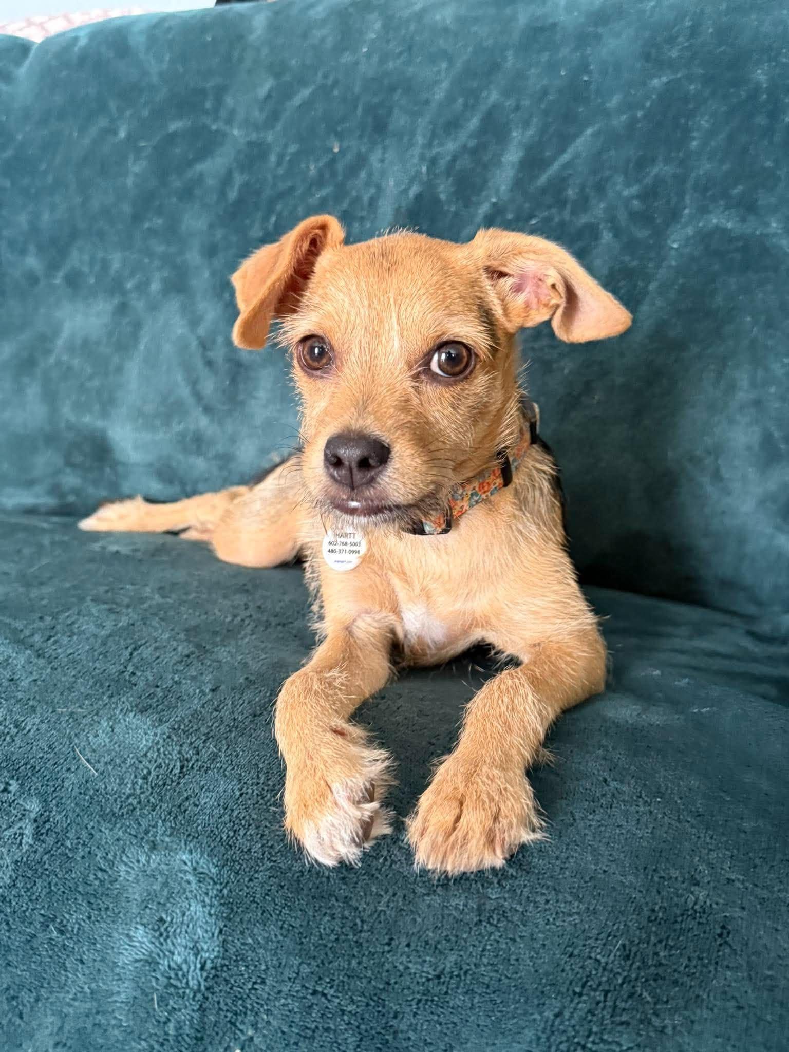 Enlarge The Bunnies - Mopsy, an adoptable mixed breed in Phoenix, AZ image 6/6