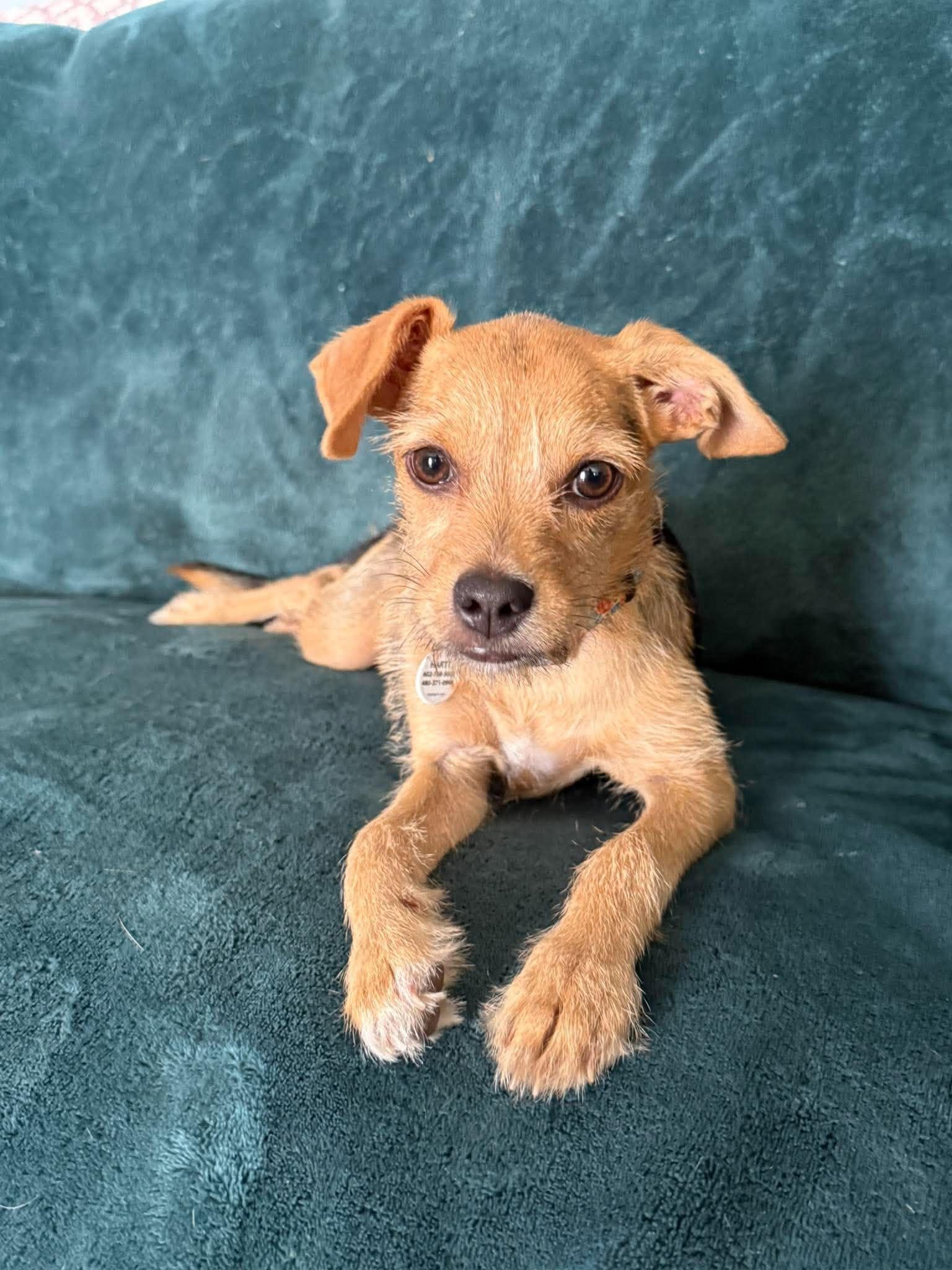 Enlarge The Bunnies - Mopsy, an adoptable mixed breed in Phoenix, AZ image 5/6