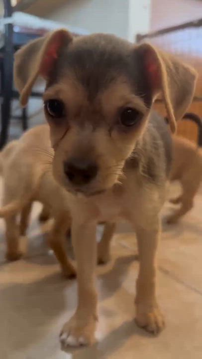 Enlarge The Bunnies - Mopsy, an adoptable mixed breed in Phoenix, AZ video 2/6