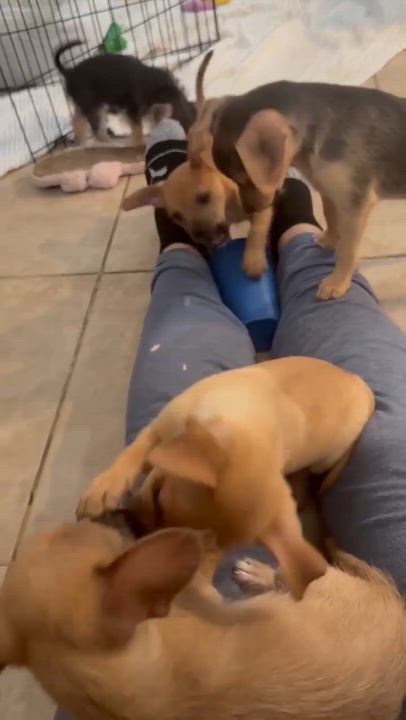 Enlarge The Bunnies - Mopsy, an adoptable mixed breed in Phoenix, AZ video 3/6
