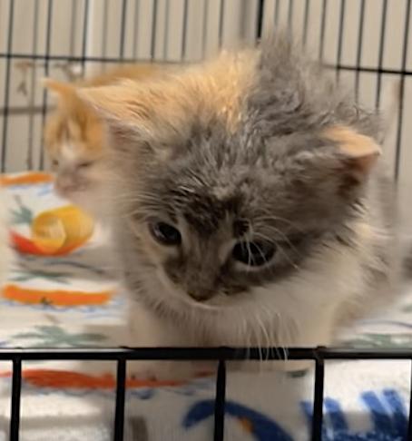 Katherine, Adoptable, Kitten Female Domestic Short Hair & Calico.