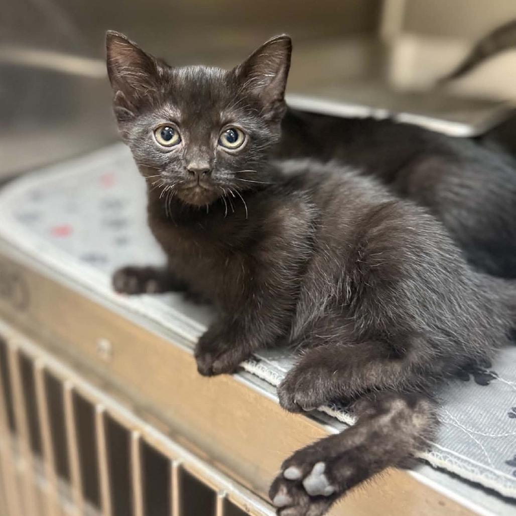 Coke, Adoptable, Kitten Male Domestic Short Hair & Domestic Short Hair.