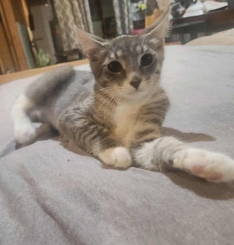 Enlarge Comet, a Adoptable mixed breed in North Haledon, NJ image 1/1