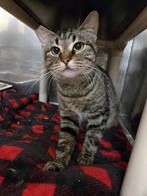 MOANA, Adoptable, Young Female Domestic Short Hair.