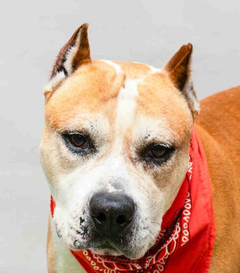 Rock, a ADOPTABLE mixed breed in Sanford, FL image 1/3