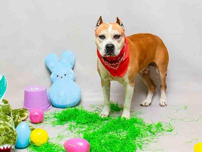 Rock, a ADOPTABLE mixed breed in Sanford, FL image 2/3