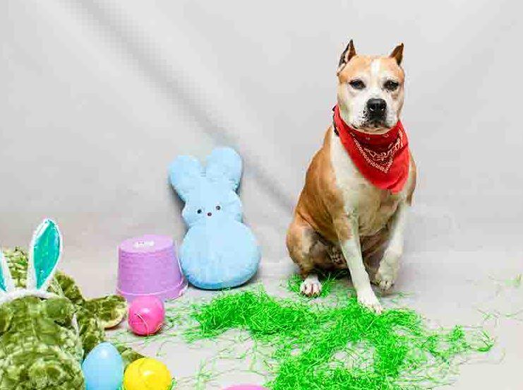 Rock, a ADOPTABLE mixed breed in Sanford, FL image 3/3