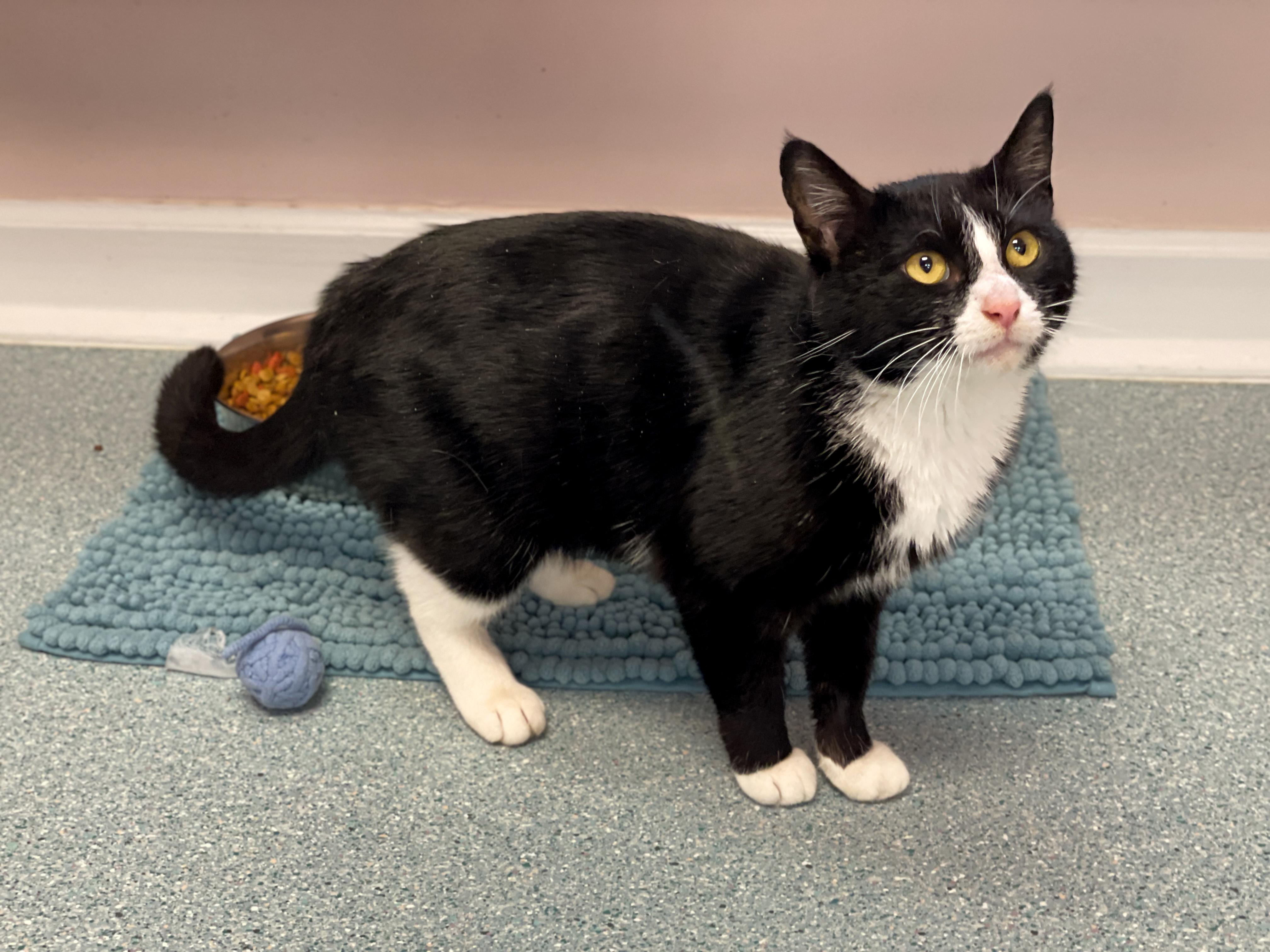 Enlarge Icicle, an adopted Domestic Short Hair in Charles Town, WV image 4/5