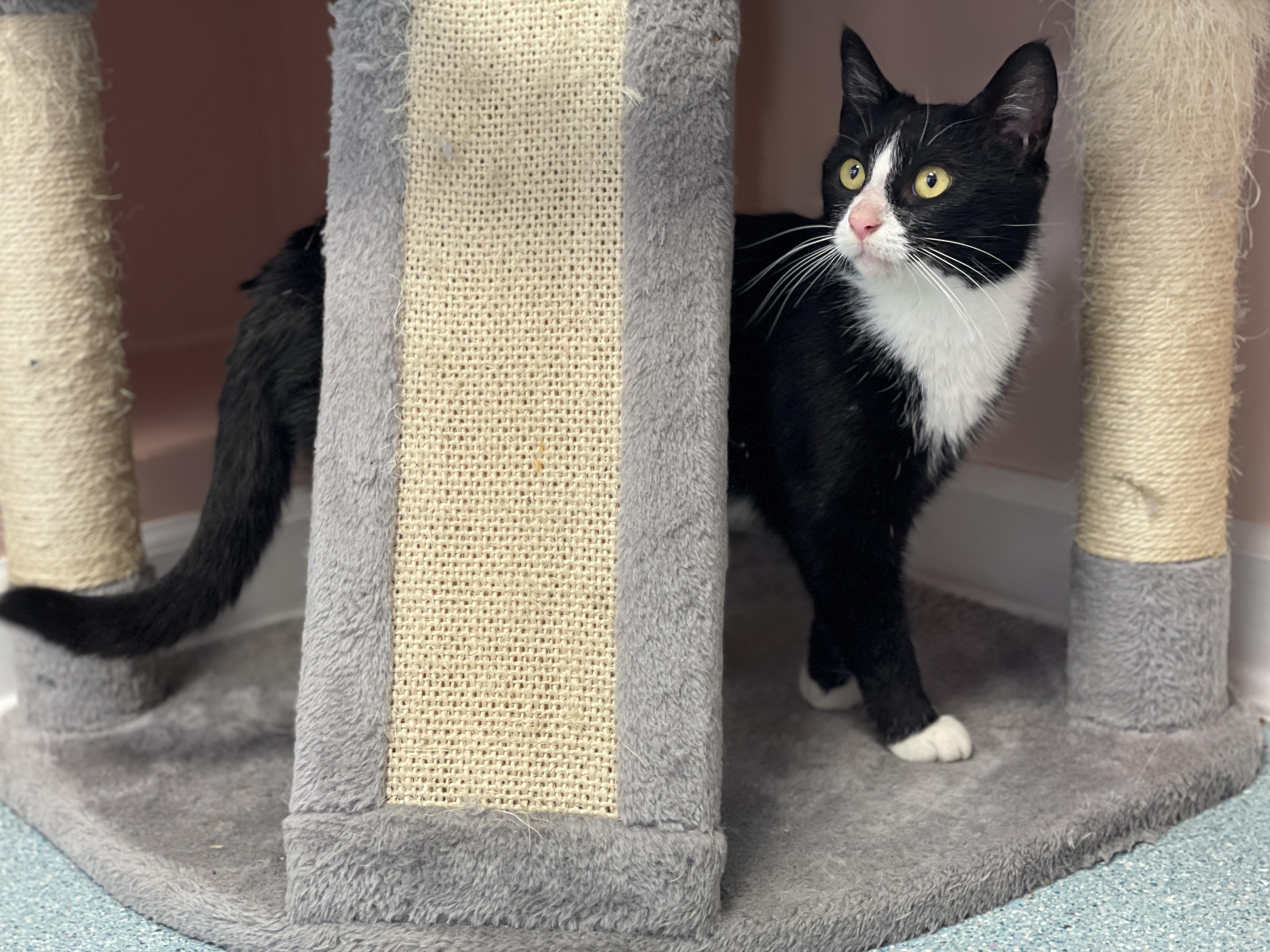 Enlarge Icicle, an adopted Domestic Short Hair in Charles Town, WV image 2/5