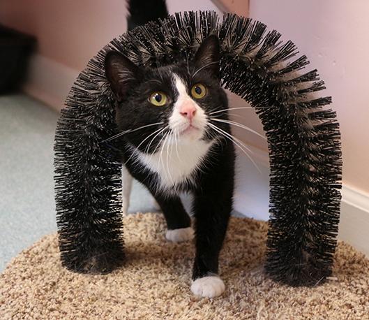 Icicle, adopted, Adult Female Domestic Short Hair.