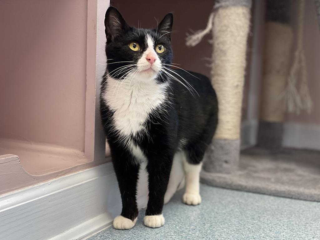 Enlarge Icicle, an adopted Domestic Short Hair in Charles Town, WV image 5/5