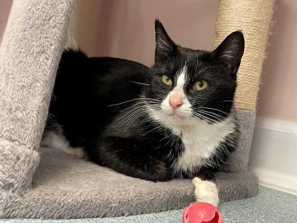 Enlarge Icicle, an adopted Domestic Short Hair in Charles Town, WV image 3/5