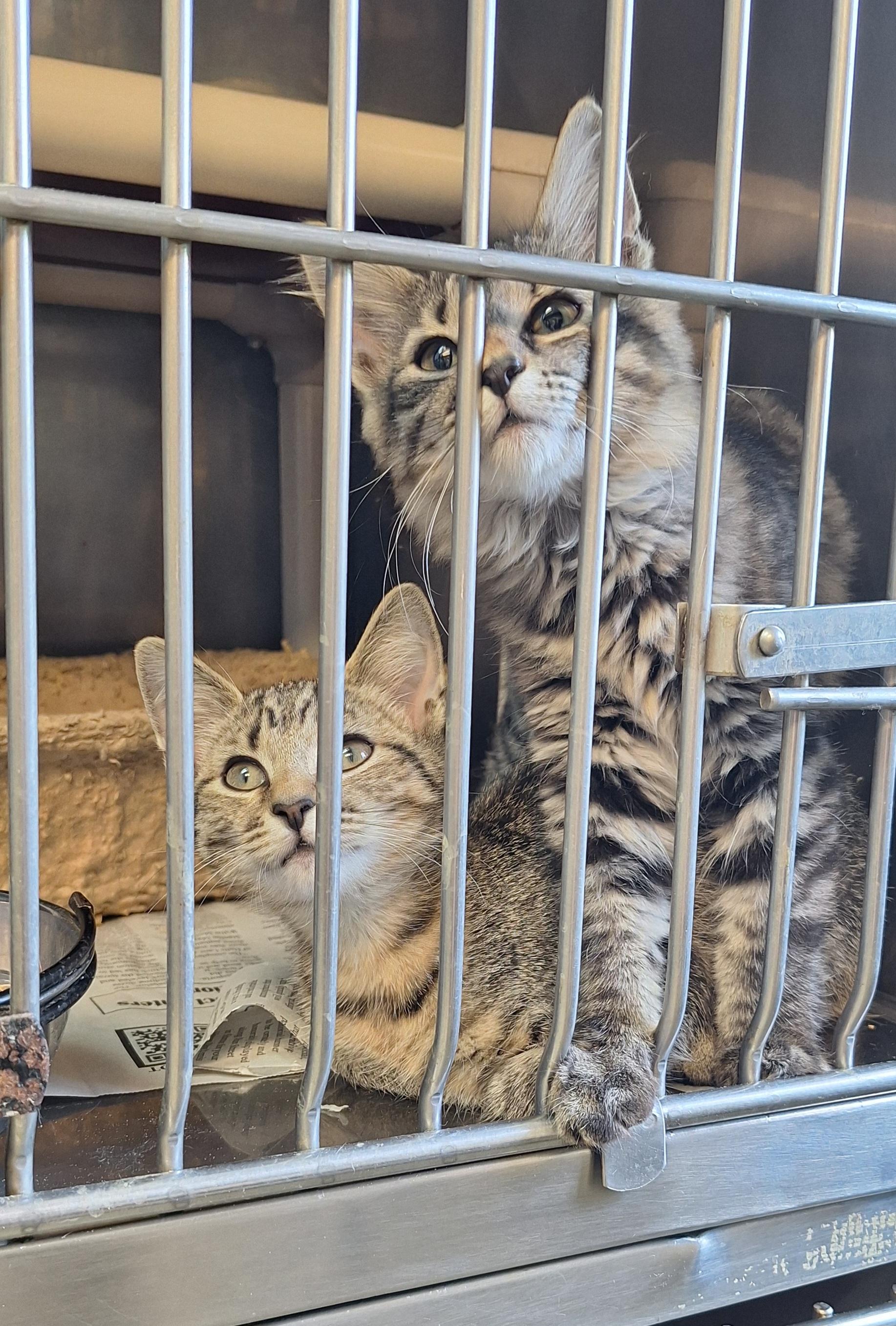 Kittens male & female, ADOPTABLE, Kitten Female Domestic Short Hair & Domestic Medium Hair.