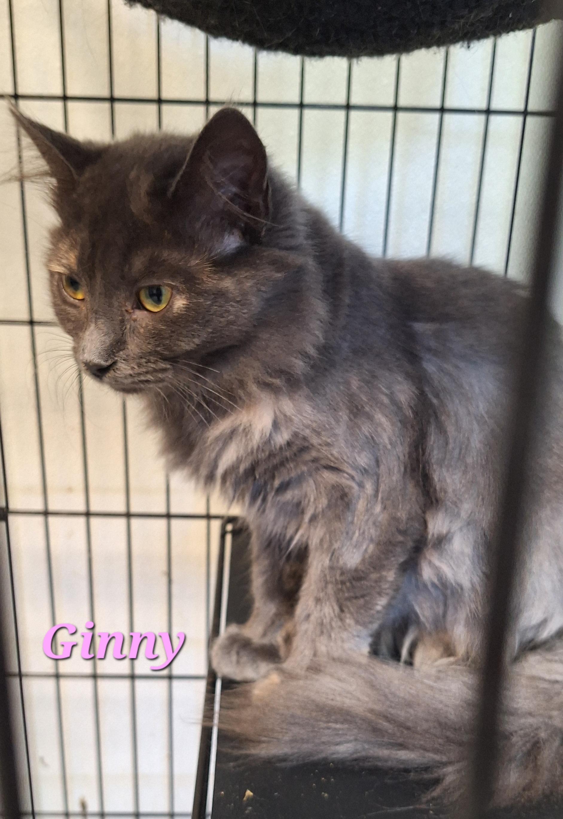 Enlarge Ginny, a Adoptable mixed breed in Stanton, KY image 1/4