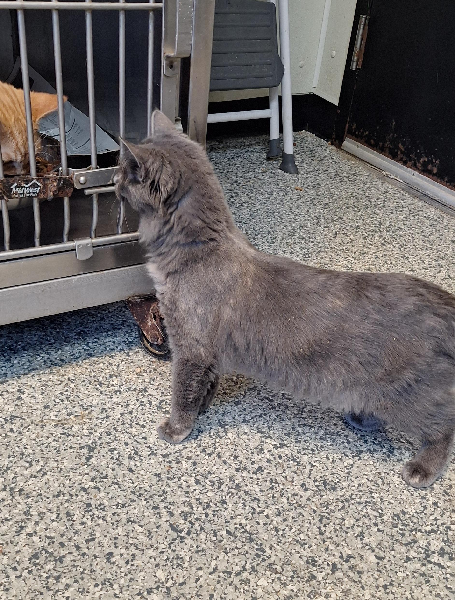 Enlarge Ginny, a Adoptable mixed breed in Stanton, KY image 4/4