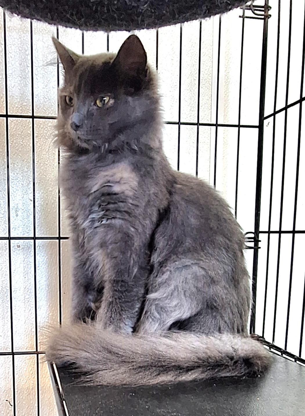Enlarge Ginny, a Adoptable mixed breed in Stanton, KY image 3/4