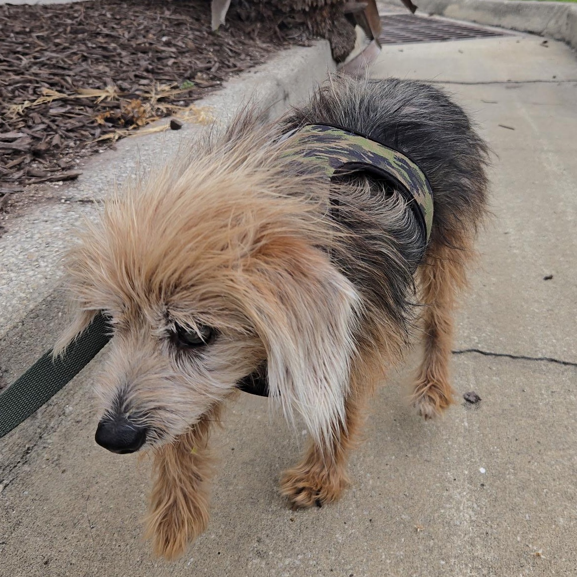 Brucie Bear, an adopted mixed breed in Sarasota, FL image 6/6