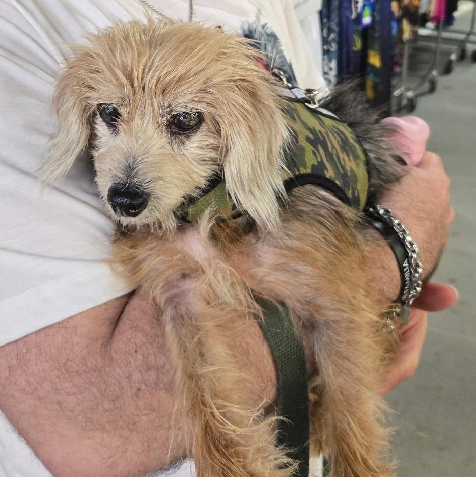 Brucie Bear, an adopted mixed breed in Sarasota, FL image 3/6