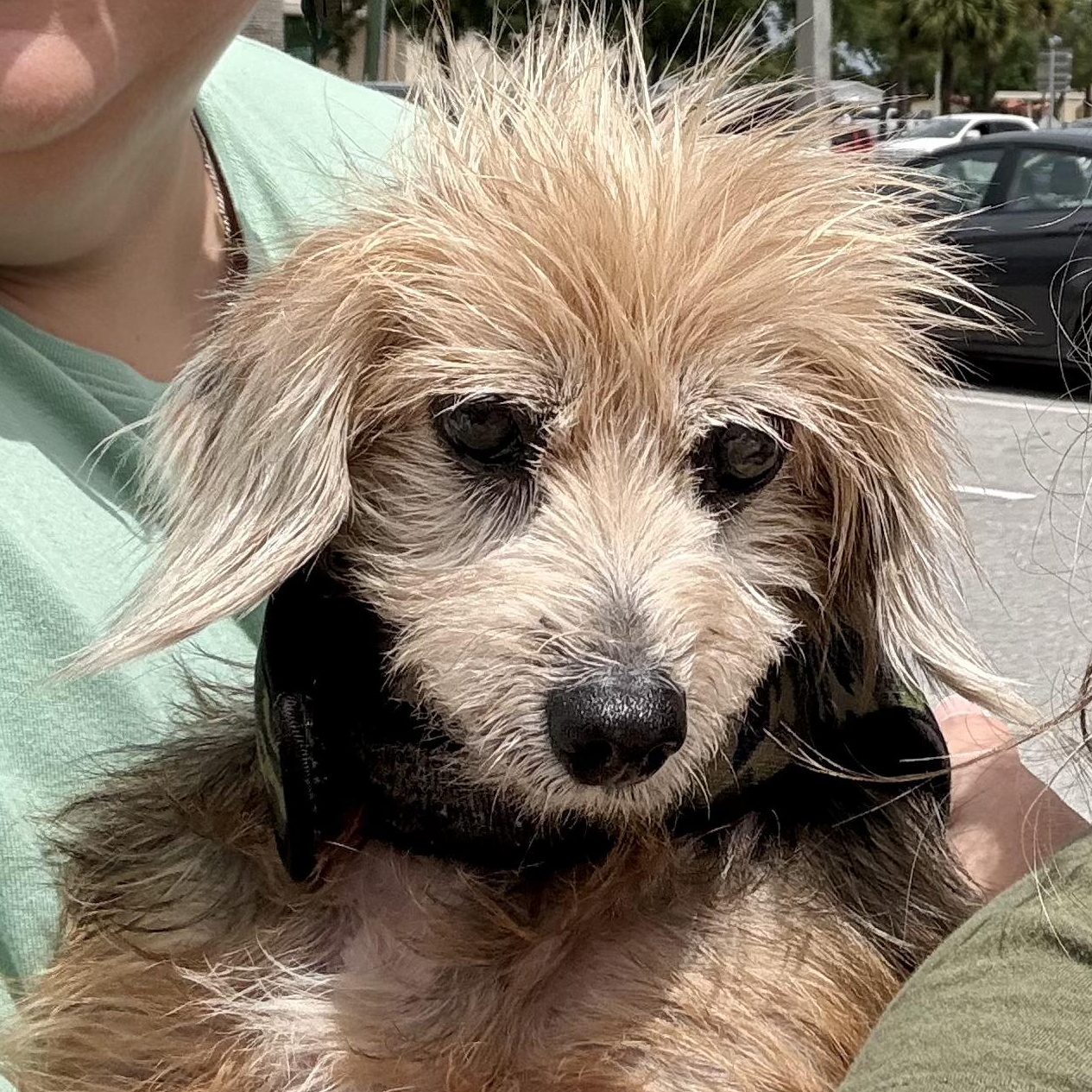 Brucie Bear, adopted, Adult Male Yorkshire Terrier.