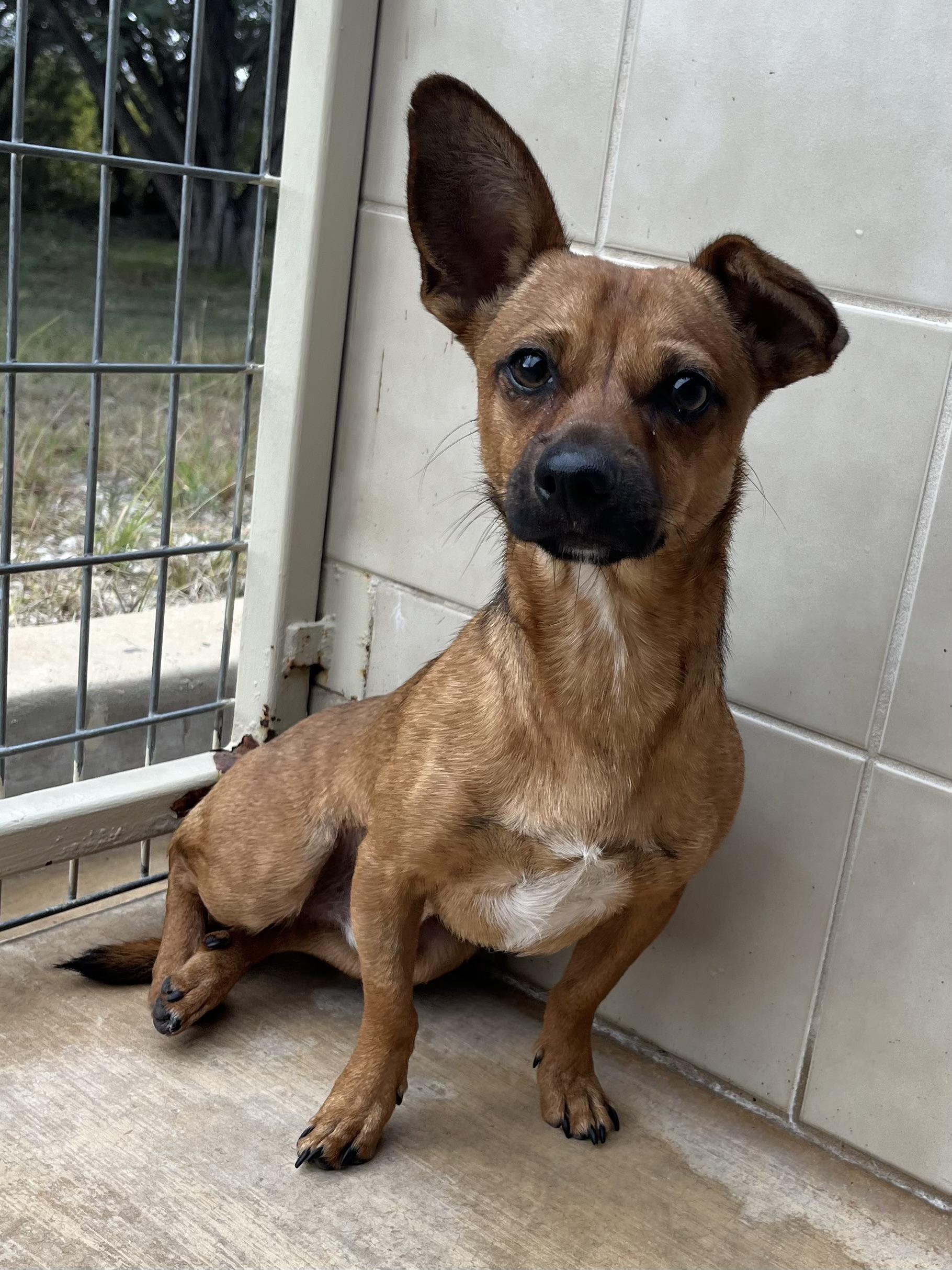 Chestnut, a ADOPTABLE mixed breed in Kerrville, TX image 2/2