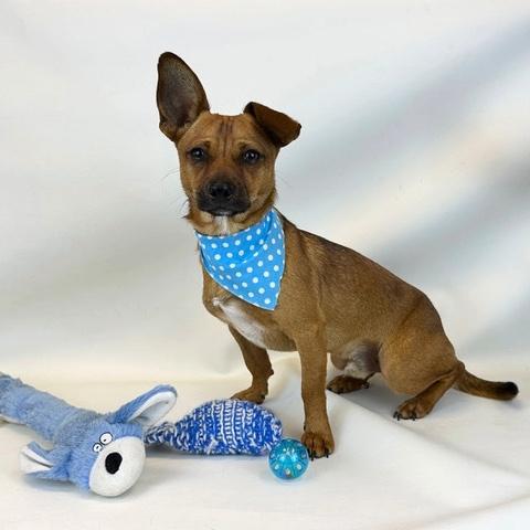 Chestnut, a ADOPTABLE mixed breed in Kerrville, TX image 1/2