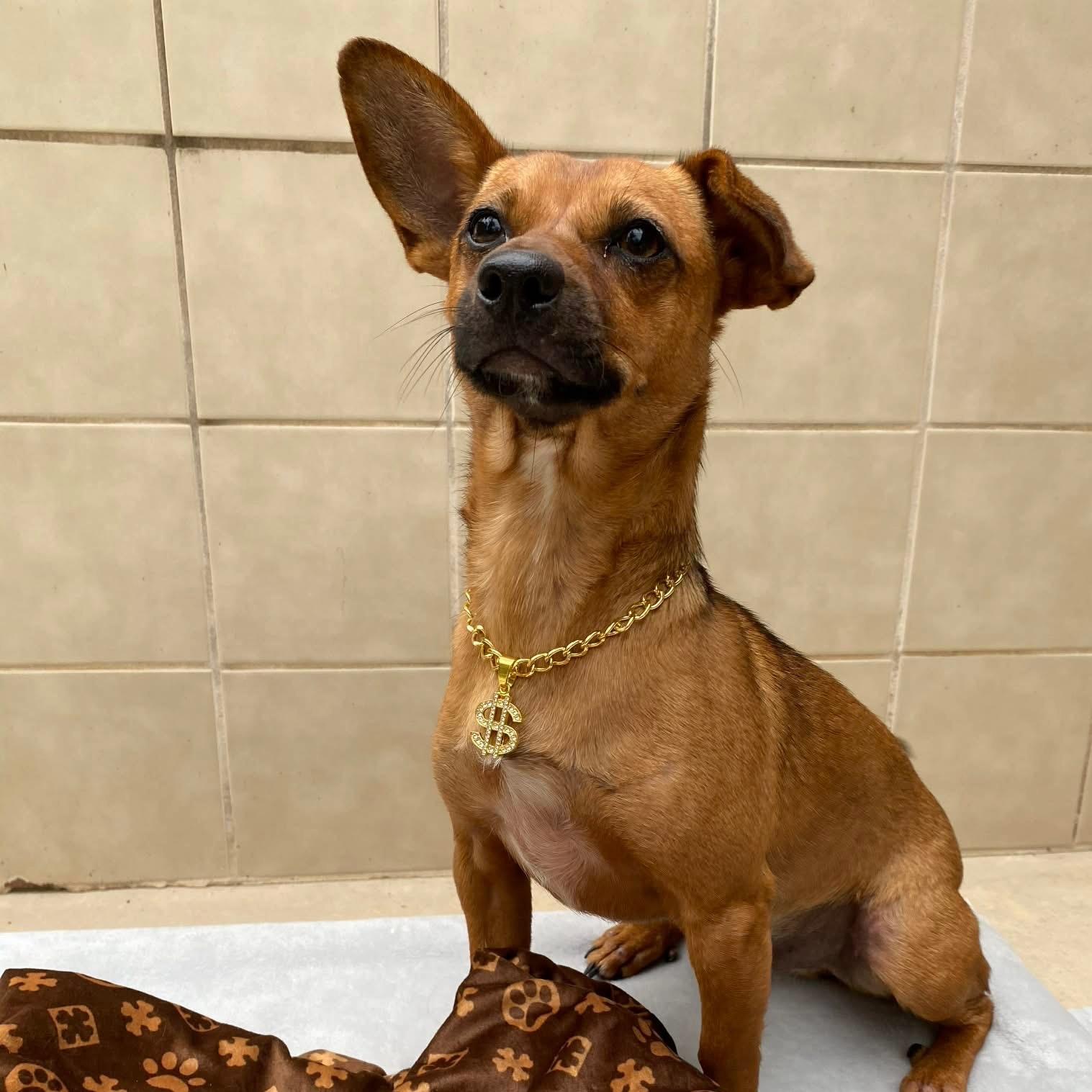 Chestnut, ADOPTABLE, Adult Male Chihuahua.