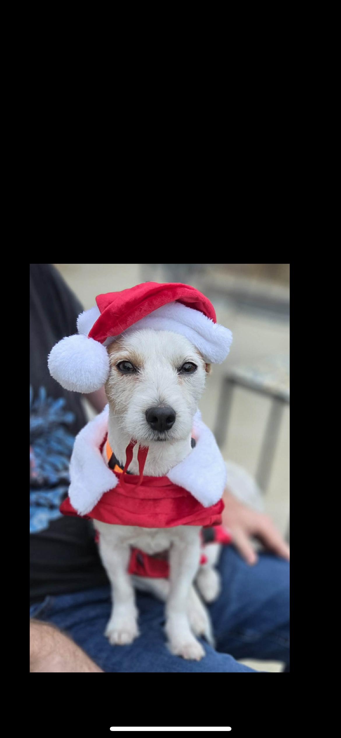 Sailor, a Adoptable mixed breed in Hamden, CT image 4/6