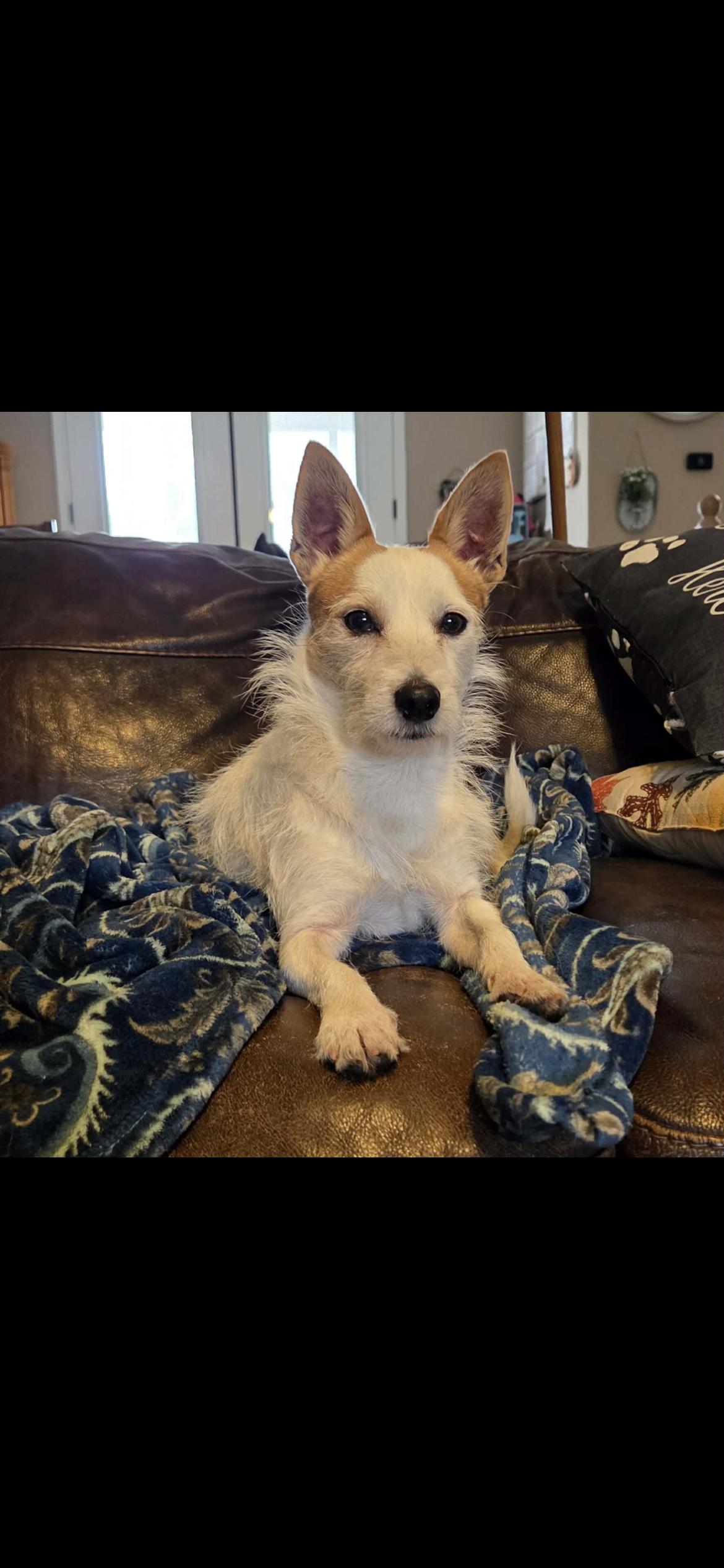 Sailor, a Adoptable mixed breed in Hamden, CT image 2/6