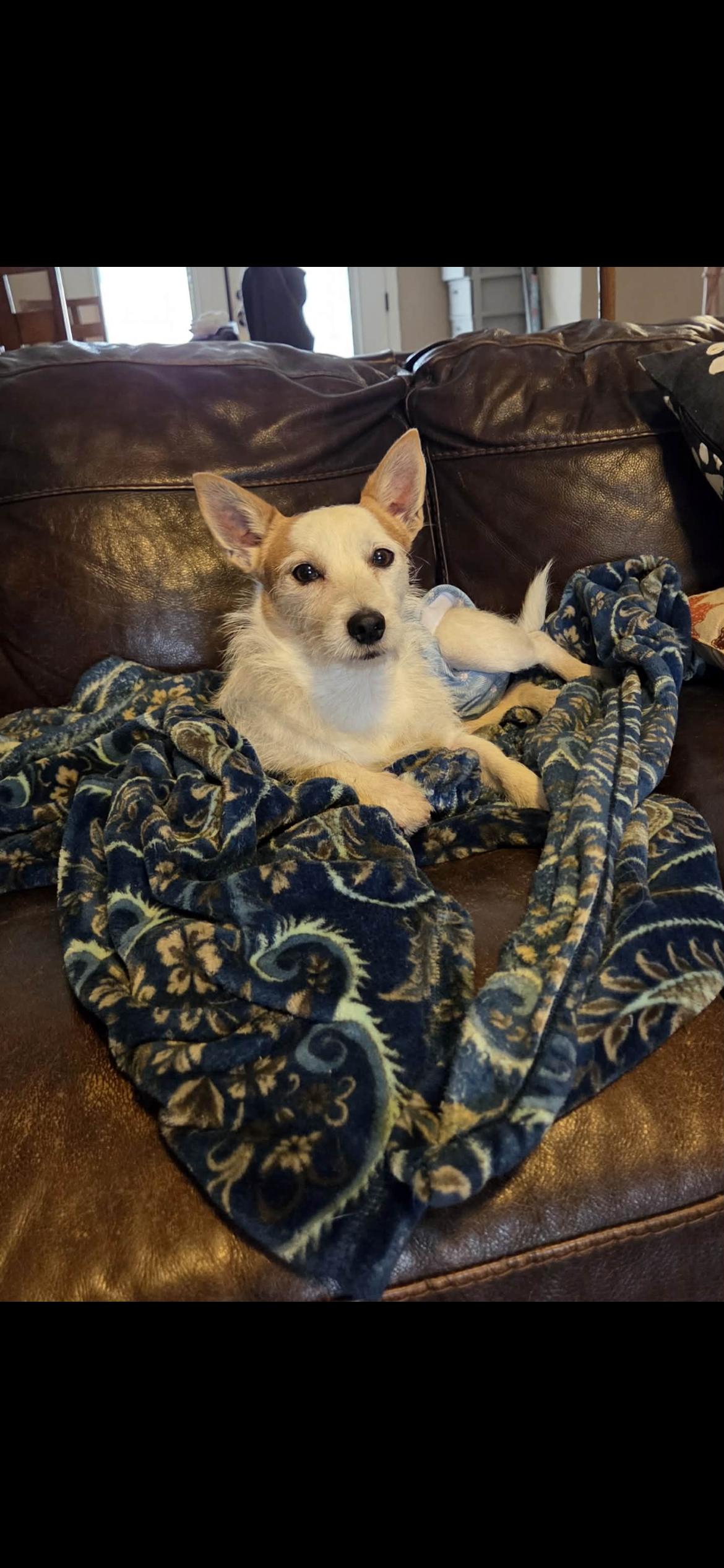 Sailor, Adoptable, Adult Male Jack Russell Terrier & Poodle.